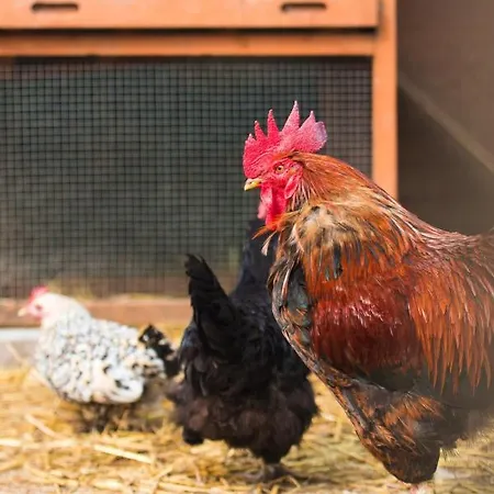 Elegante A Ottonville Avec Piscine Privee.