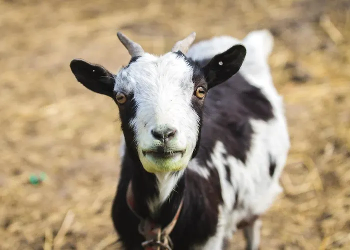 Elegante A Ottonville Avec Piscine Privee. * Ottonville et Ricrange