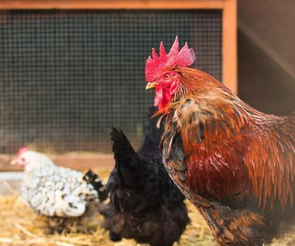 Elegante A Ottonville Avec Piscine Privee.